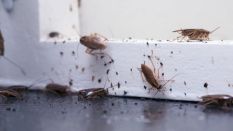 Cockroaches Taking Over Your Kitchen? 5 Easy Home Remedies To Get Rid Of Them